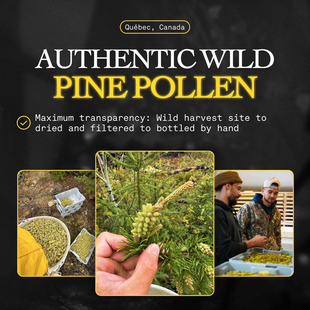 Canadian Pine Pollen